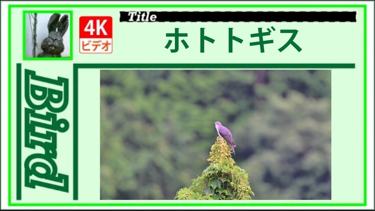 4K】ホトトギス ～長く鳴いてる～ 20260624 Bird 野鳥 - YouTube