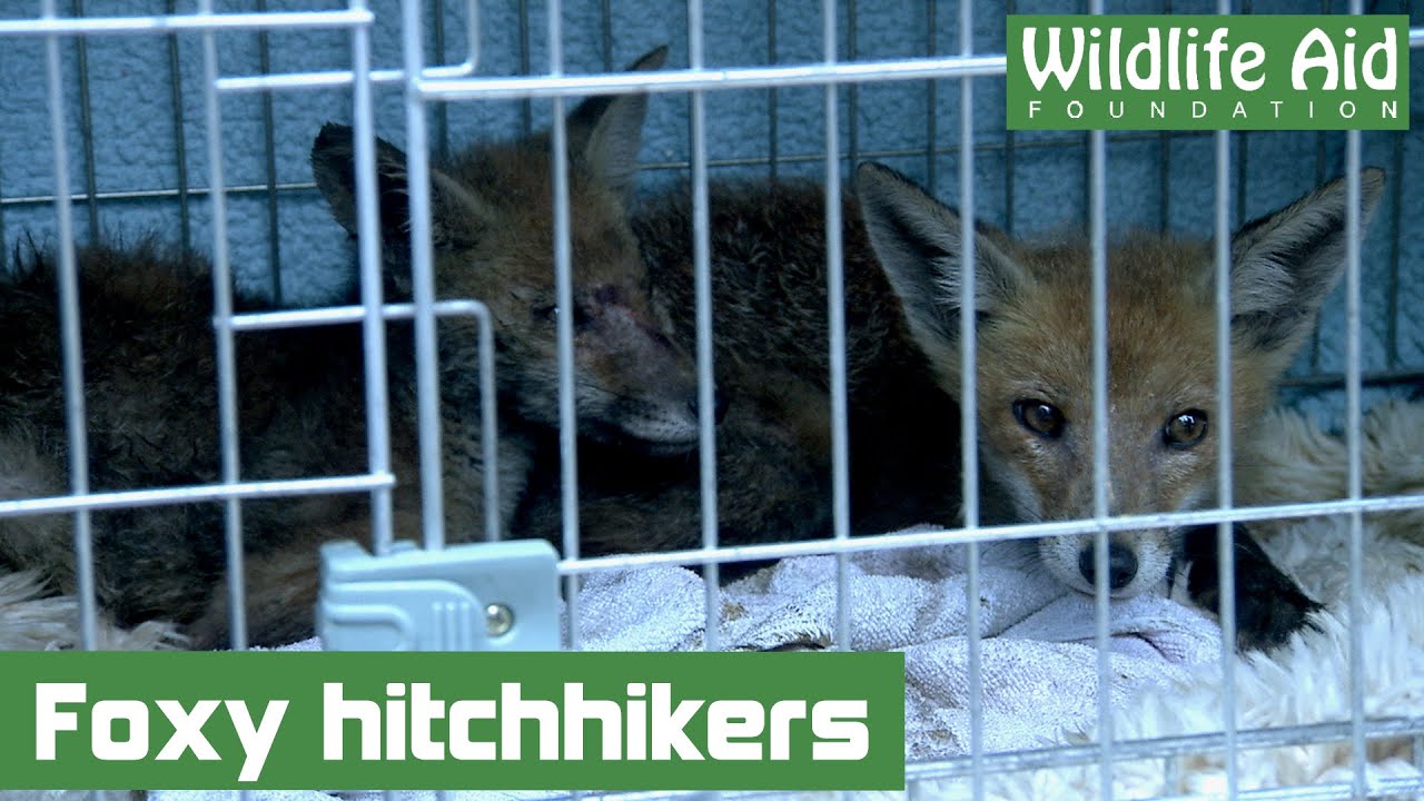 Two baby foxes hitch a ride