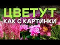 Самые Шикарные Многолетники Очень Красиво Цветут и Растут Без Ухода Самые Шикарные Многолетники Очень Красиво Цветут и Растут Без Ухода