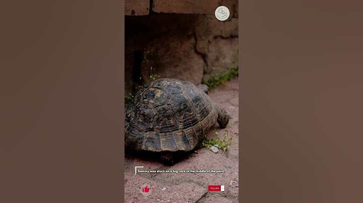 The Brave Little Turtle - Learn English for Kids | Exciting Children's Stories Audiobook  Full Story