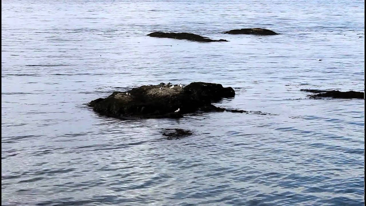 Morning Walk Along Dallas Road, Victoria