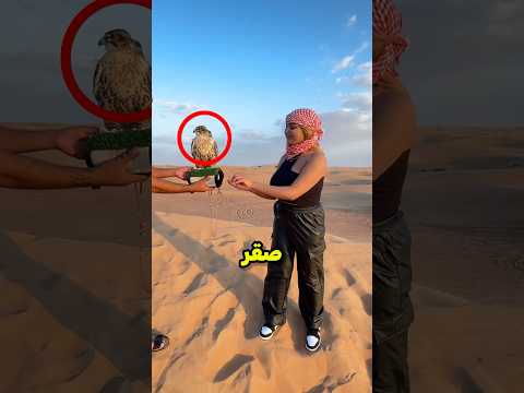 ارادت ان تتصور مع الصقر ولكن فجأة