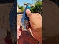 Lachlainn lock back knife. Manual to Auto convertion.