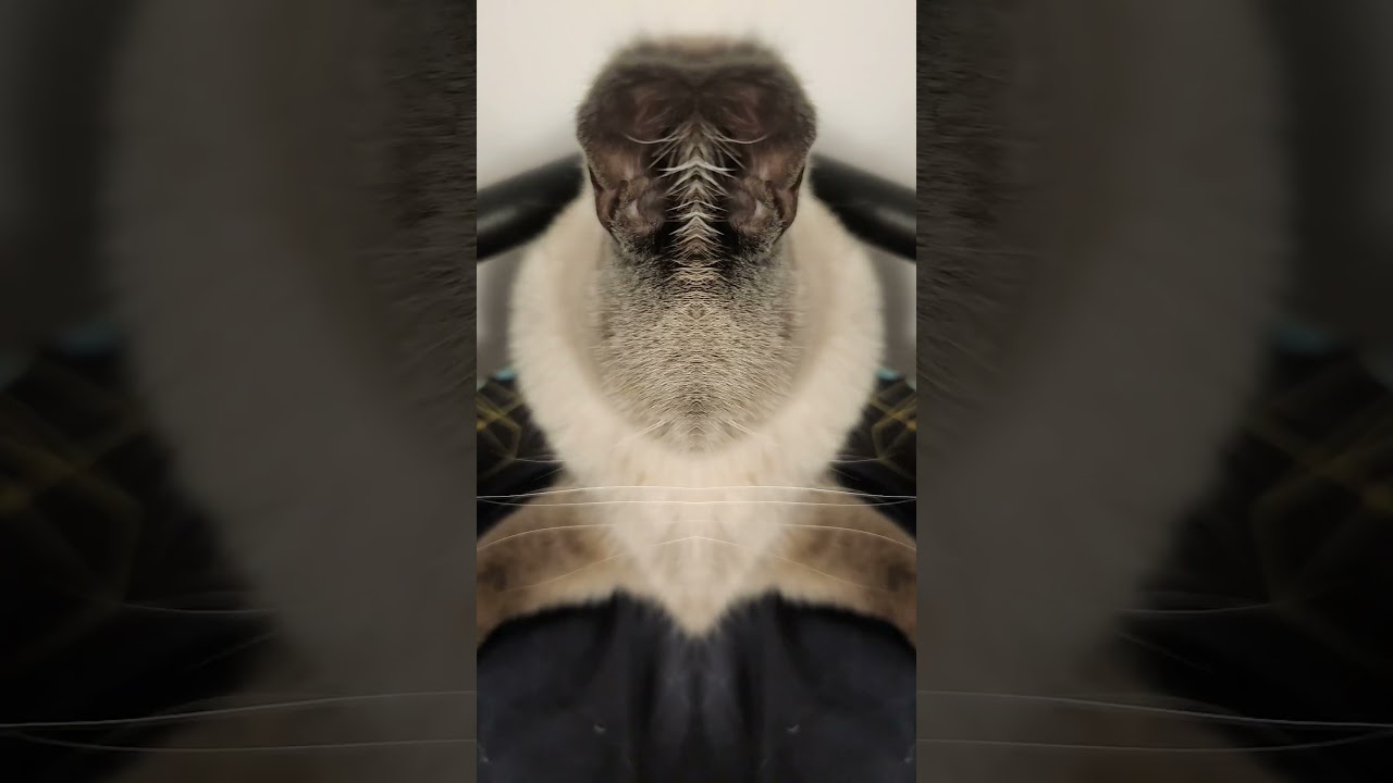 Hey Hey little grumpy cats why you got to be so 😾😾