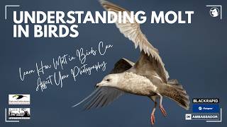 Understanding Molt in Birds - The Impact on Your Photography