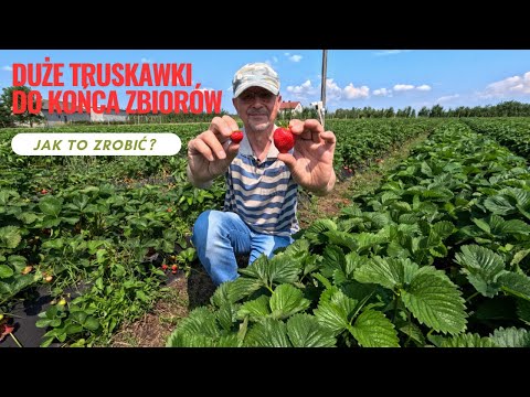 Wideo: Kontrola liści truskawek - jak zapobiegać rolkom truskawek