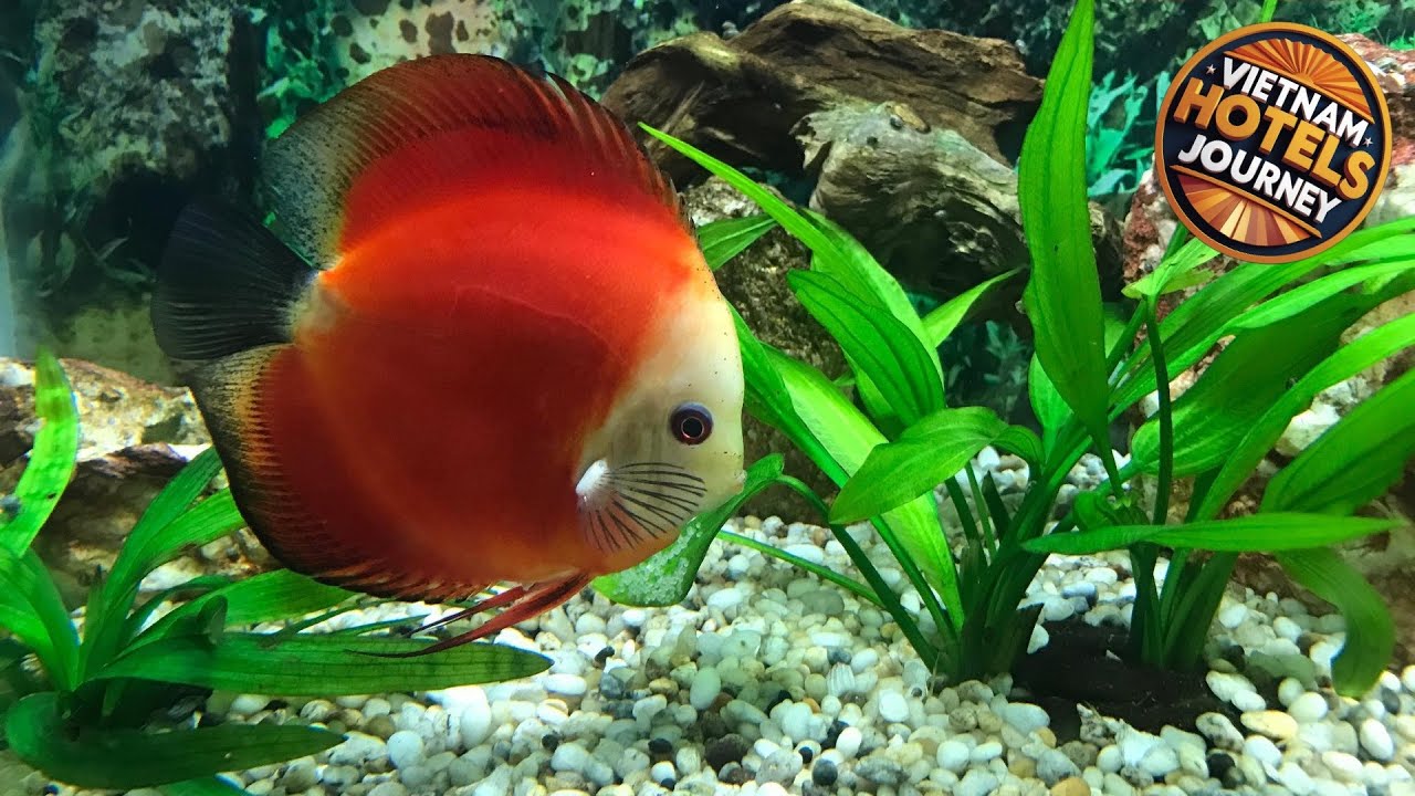 Sunny A Hotel | Hue, Vietnam | Hotel Review 🏩