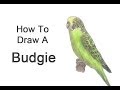 How to Draw a Green Parakeet (Budgie) | Colored Pencil Tutorial