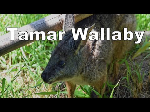 Video: Tammari Wallaby Genoomis Katmata Unikaalsed Väikesed RNA Allkirjad