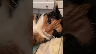 @inconsistentlyamazing: Calico's, niet voor bangeriken #kattenliefhebbers #kat #kitten