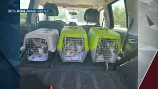 Metolius man gets help from BrightSide after nearly 100 cats rescued