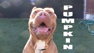 PUMPKIN PIE (ADOPTED!) **Watch in HD***