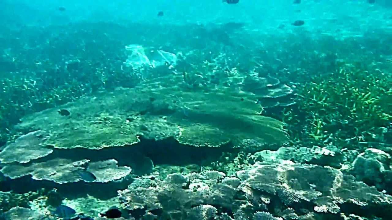 Redang Marine Park Snorkeling Youtube