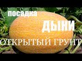 Посадка ДЫНИ в открытый грунт/Почему мы не мульчируем АРБУЗ И ДЫНЮ!? Московская область 2019