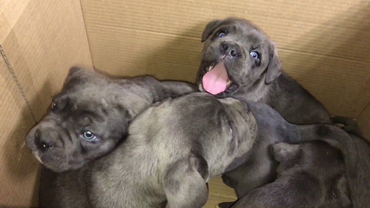 Blue Brindle Cane Corso Puppies Goldenacresdogscom