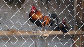 qaib dib yuav phem heev   thiab tau qai 13 2 2020