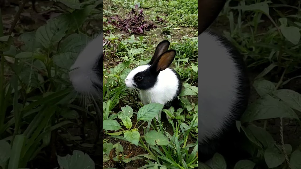 Funny bunny First time on field | funny status video | lovely what's app video.