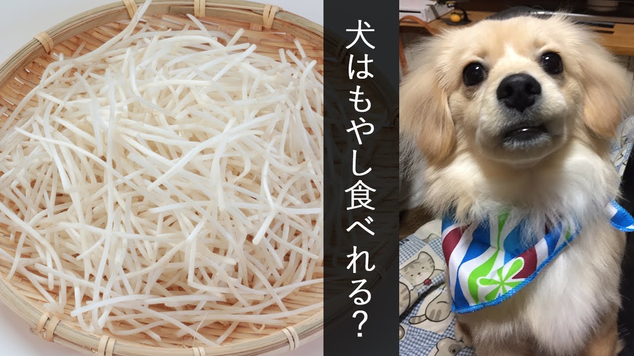 犬に与える食べ物 犬にもやしは与えても大丈夫 犬wiki 犬ウィキ 犬wiki 犬ウィキ は 犬に与える食べ物 犬 種の情報や健康 しつけやコラムまで様々な犬 愛犬 に関する全般的な情報を掲載しています