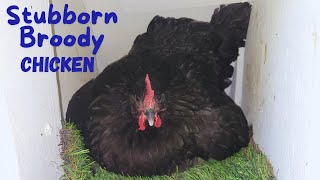 How To Deal With A Very Broody Chicken
