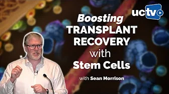 The Hematopoietic Stem Cell Niche and Implications for Clinical Transplantation