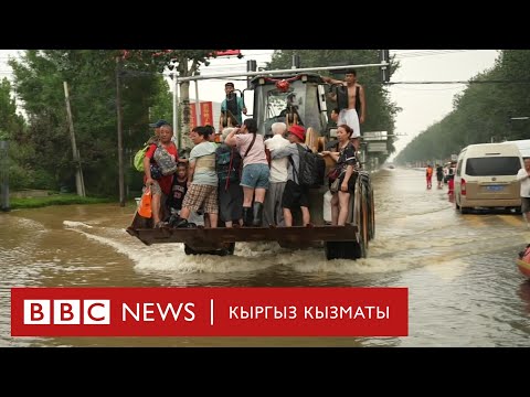 Video: Кытай бүбү-бакшысына кам көрүү: Кытай бакшы бадалдарын өстүрүү