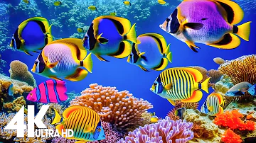 The Best 4K Aquarium for Relaxation 🐠 Relaxing Oceanscapes - Sleep Meditation 4K UHD Screensaver