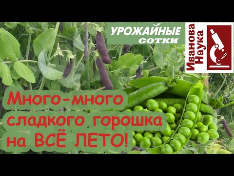 ВСЕ СЕКРЕТЫ СЛАДКОГО ЗЕЛЕНОГО ГОРОШКА! Как выращивать горох конвейерным методом.