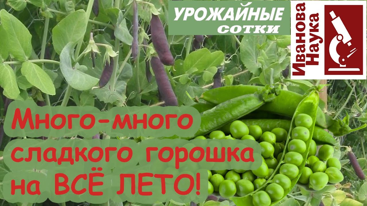 стручки гороха