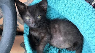 A Long Update on James the TwoLegged Kitten