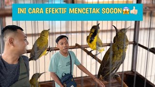 Nah ini baru Trotolan Sogon Bos☝kalau saya cetak burung dari Ombyokan.