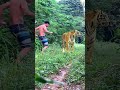 #tiger #lionhunters #nature #animals #forest #shortvideo #short #shorts