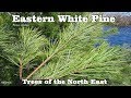  eastern white pine  pinus strobus  trees of north america