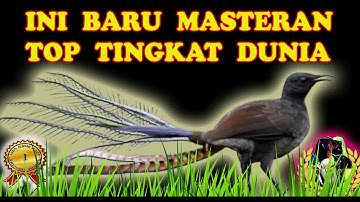 Masteran Murai Batu Paling Top