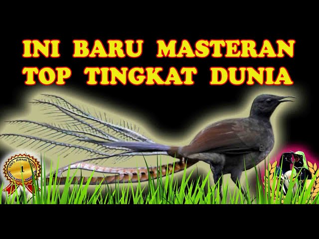 Masteran Murai Batu Paling Top class=
