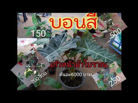 บอนสี แก้วหน้าม้าโบารณ 6000 นางไหม 500 แก้วสารพัดนึก ถุงเงิน กล้วยด่างป่า ฮกหลง ราคาจับต้องใด้