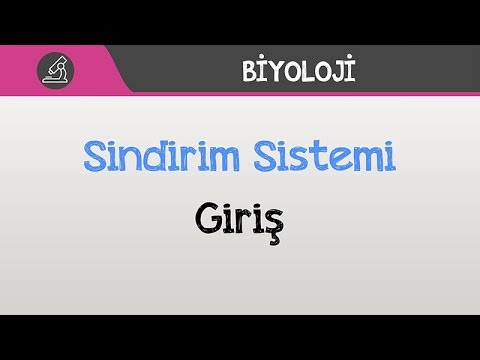 Sindirim Sistemi - Giriş