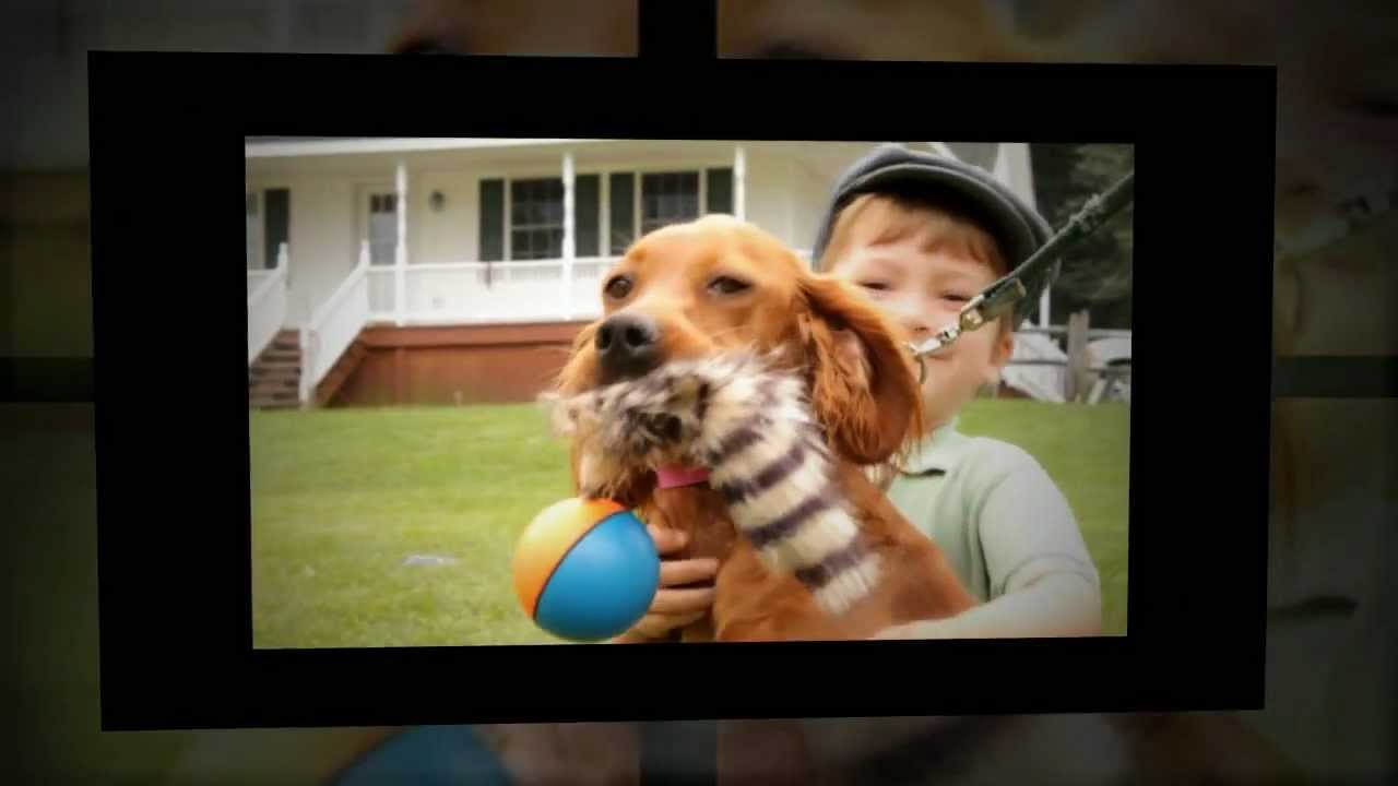 True Friends Animal Welfare Center Montrose, PA YouTube