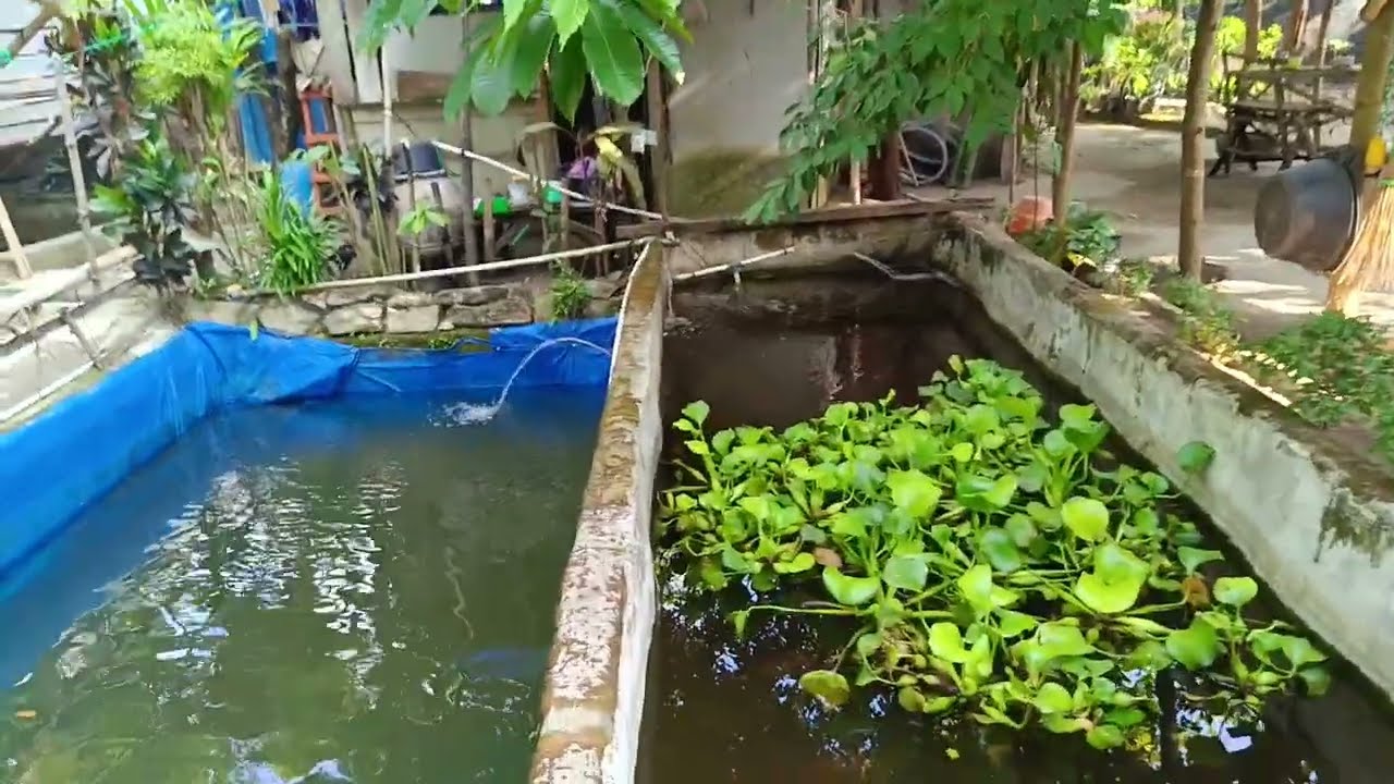 TERJUAL Usaha Kolam pemancingan dikelilingi kebun buah, luas 830 m² harga 250jt. Akses jalan aspal.