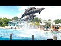 Amazing Dolphin Show at Sea world Orlando Florida | @FunDayKid | Funday Family #dolphin  #urviapu