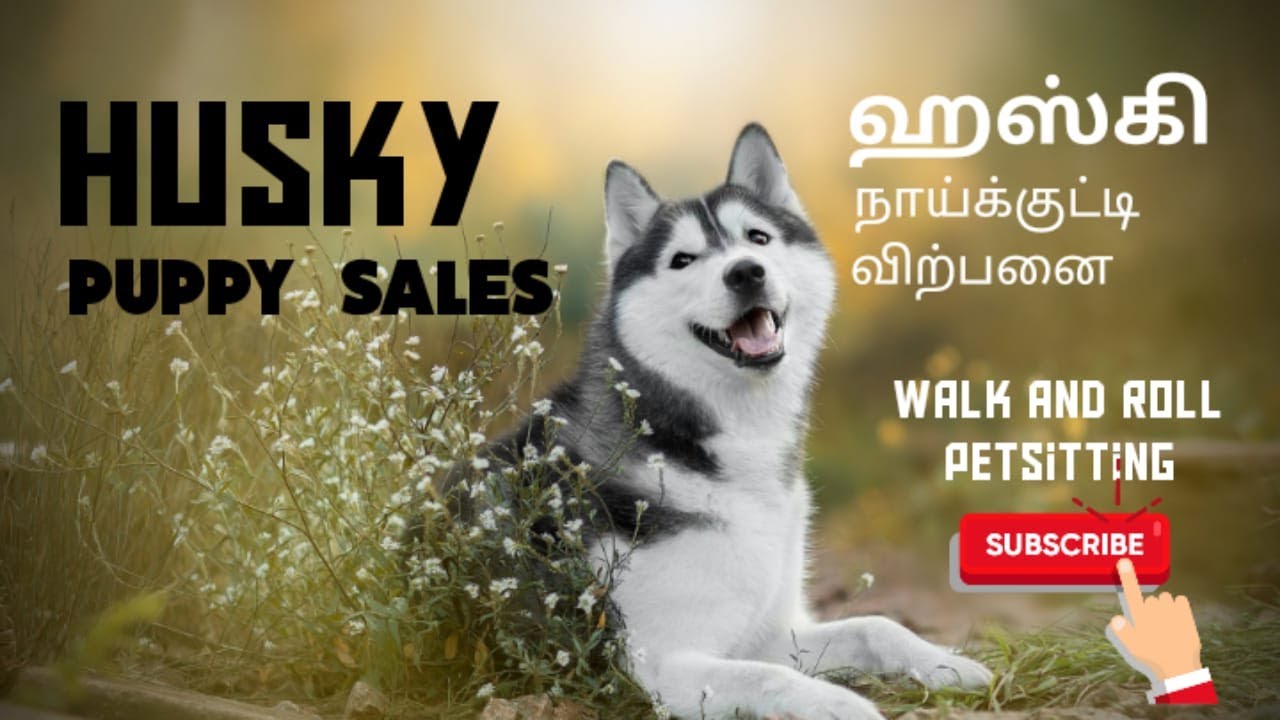 HUSKY DOG SALES IN TAMILNADU ALL BREEDS AVAILABLE LOW PRICE BEST