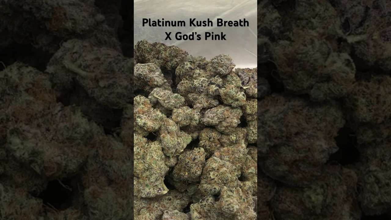 QUALITY & YIELD  805g/1.5m2 (Platinum Kush Breath X God’s Pink)