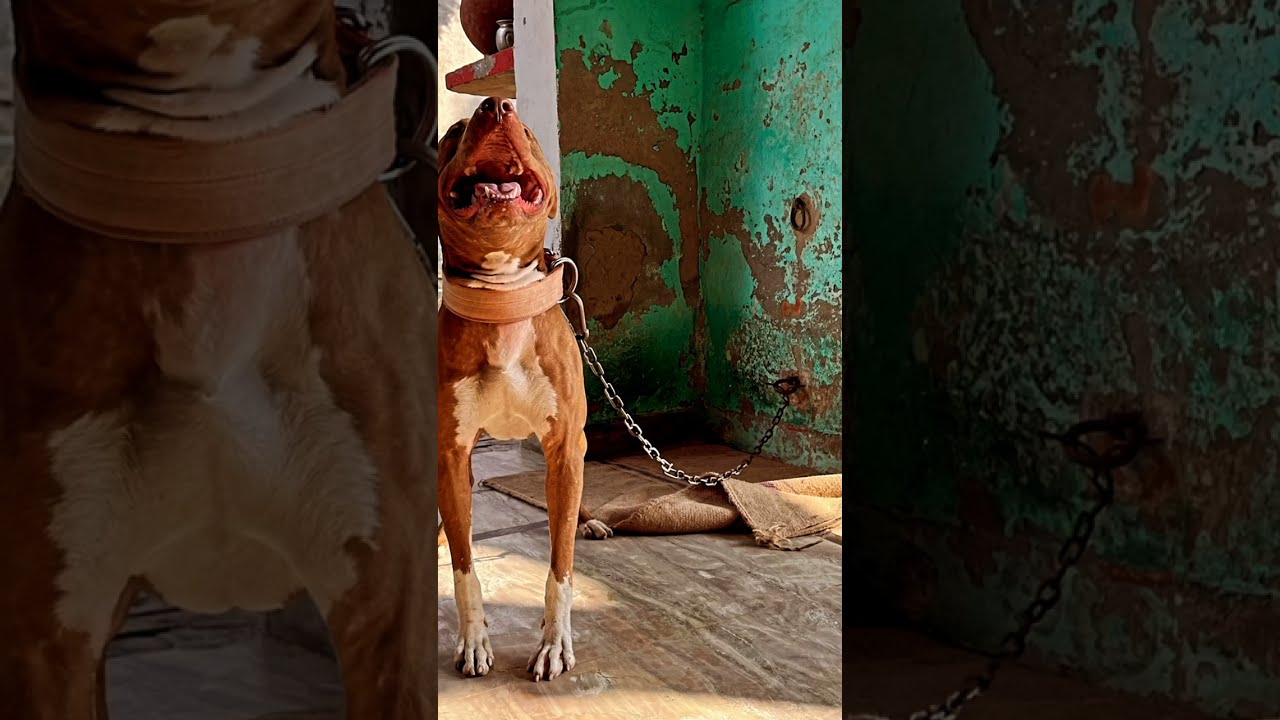 pitbull dog/apbt ki quality kese phechane//How to check purity of pitbull ? 