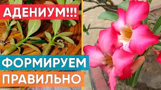 видео: Первое формирование и пересадка Адениумов картинка: Первое формирование и пересадка Адениумов