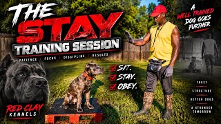 Teaching My Cane Corso Puppy STAY | Building Focus, Patience & Obedience