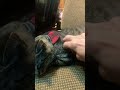 猫1960🐈鼻まで辿り着けるか⁉️😆