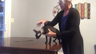 Cornish Rex breed by Pam DeGolyer 541 views 3 years ago 3 minutes, 48 seconds