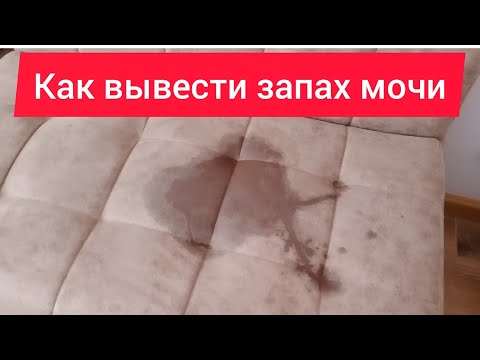 Как вывести пятна и запах мочи с дивана