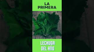 La primera lechuga del año