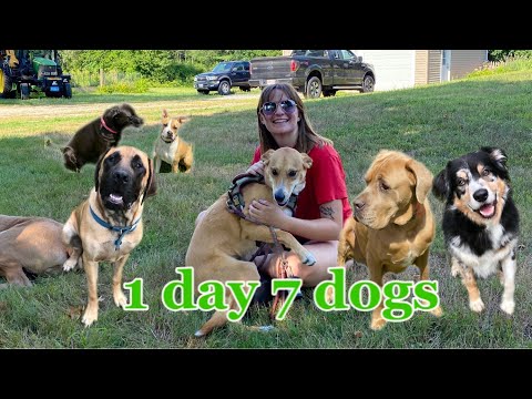 taking care of 7 dogs