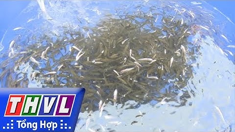 THVL | Đồng Tháp: Giá cá linh đầu mùa lũ đạt mức cao kỷ lục